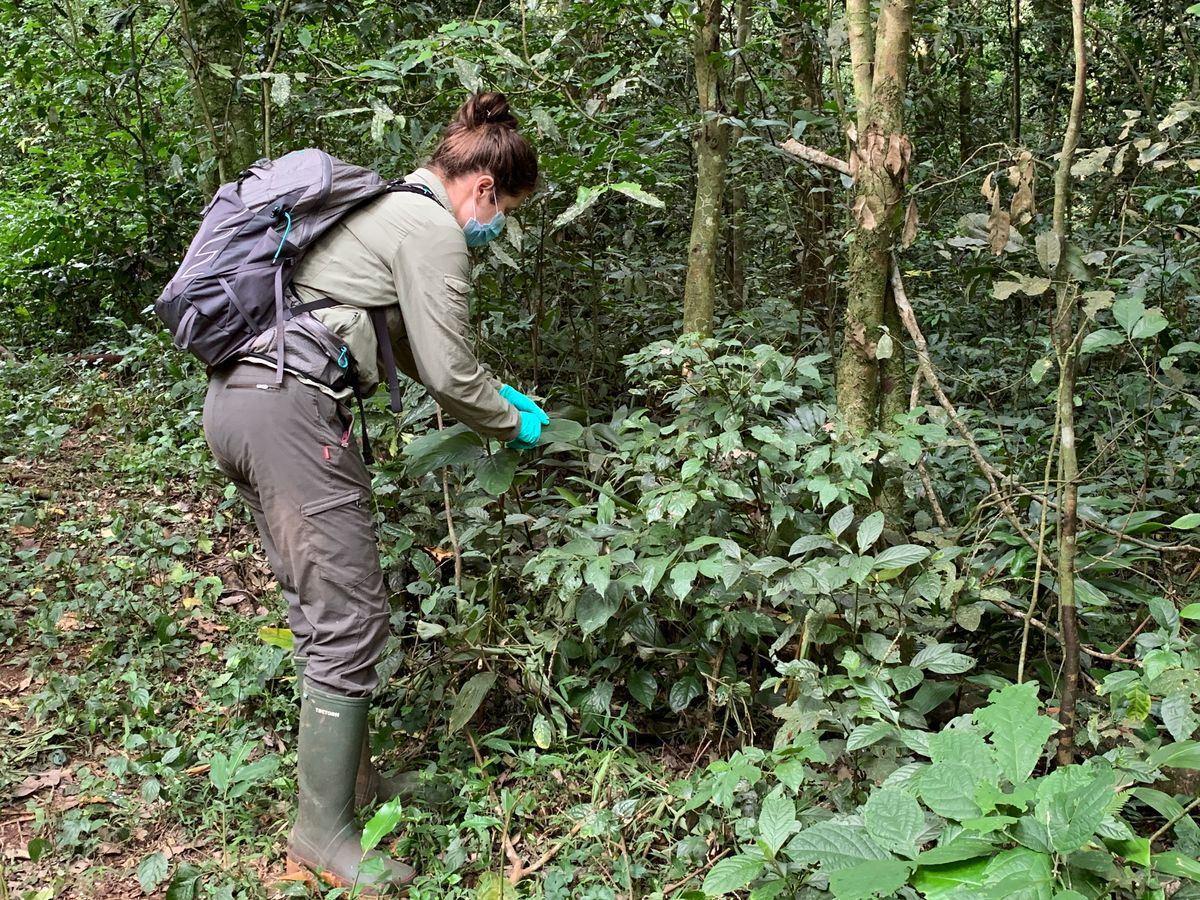 Kristine Bohmann, wearing a mask and gloves, swabs rainforest leaves. Kristine Bohmann, wearing a mask and gloves, swabs rainforest leaves.