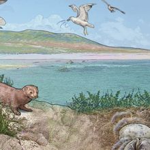 Illustration showing how seagull chicks know when predators are lurking