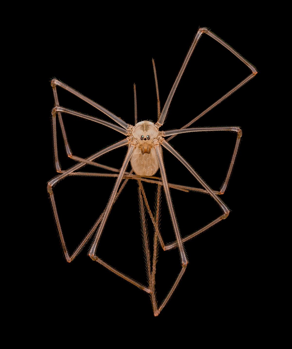 Close up of spider Close up of spider