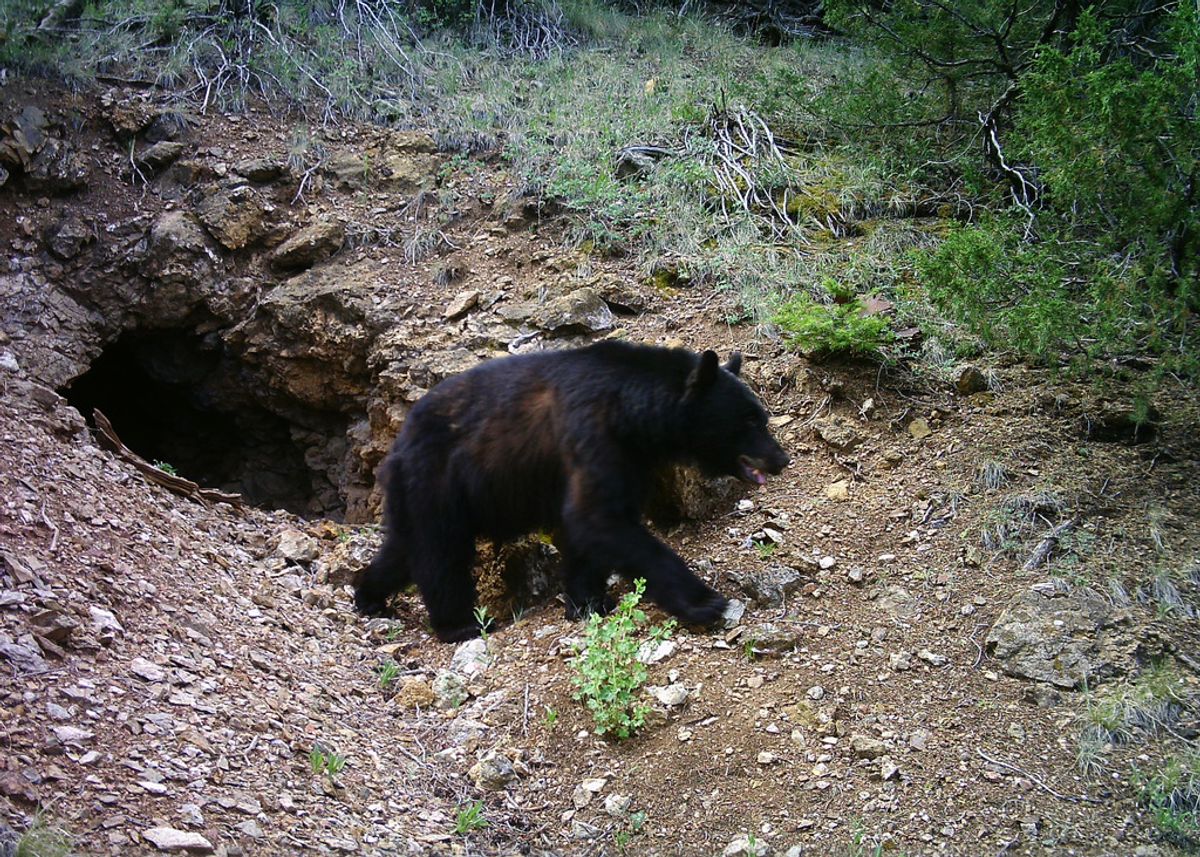 Photo of a bear leaving the mine Photo of a bear leaving the mine