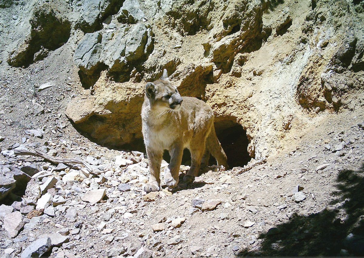 Cougar leaving a mine entrance Cougar leaving a mine entrance