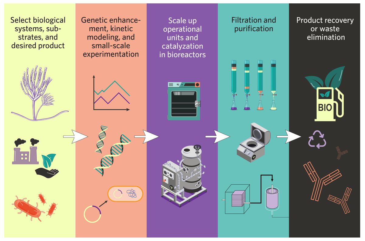 A flow chart of the major steps of the average bioprocess. Scientists select biological systems, substrates, and desired products; perform genetic enhancement, kinetic modeling, and small-scale experimentation; scale up operational units and catalyzation in bioreactors; filter and purify samples; and recover products and eliminate waste. A flow chart of the major steps of the average bioprocess. Scientists select biological systems, substrates, and desired products; perform genetic enhancement, kinetic modeling, and small-scale experimentation; scale up operational units and catalyzation in bioreactors; filter and purify samples; and recover products and eliminate waste.