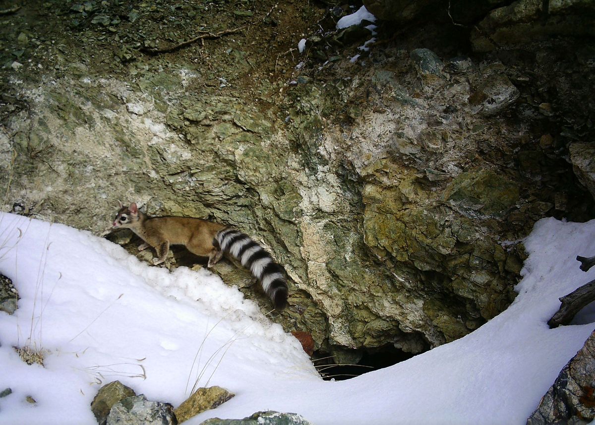 Ringtail captured on camera outside of mines in the mountains of Colorado Ringtail captured on camera outside of mines in the mountains of Colorado
