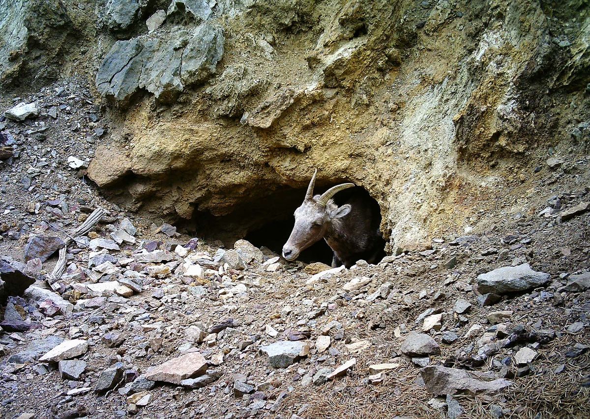 Bighorn sheep leaving the mine Bighorn sheep leaving the mine