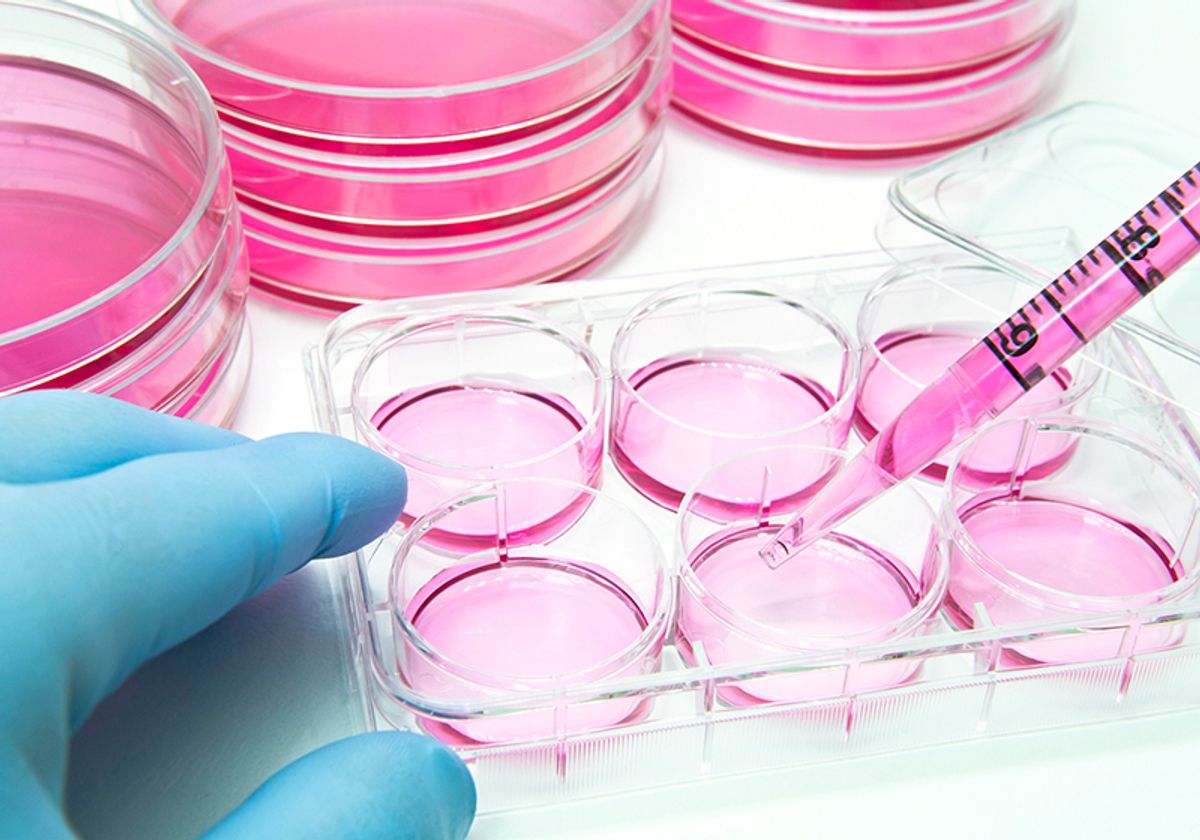 A researcher measuring cell culture media into a 6-well dish. A researcher measuring cell culture media into a 6-well dish.