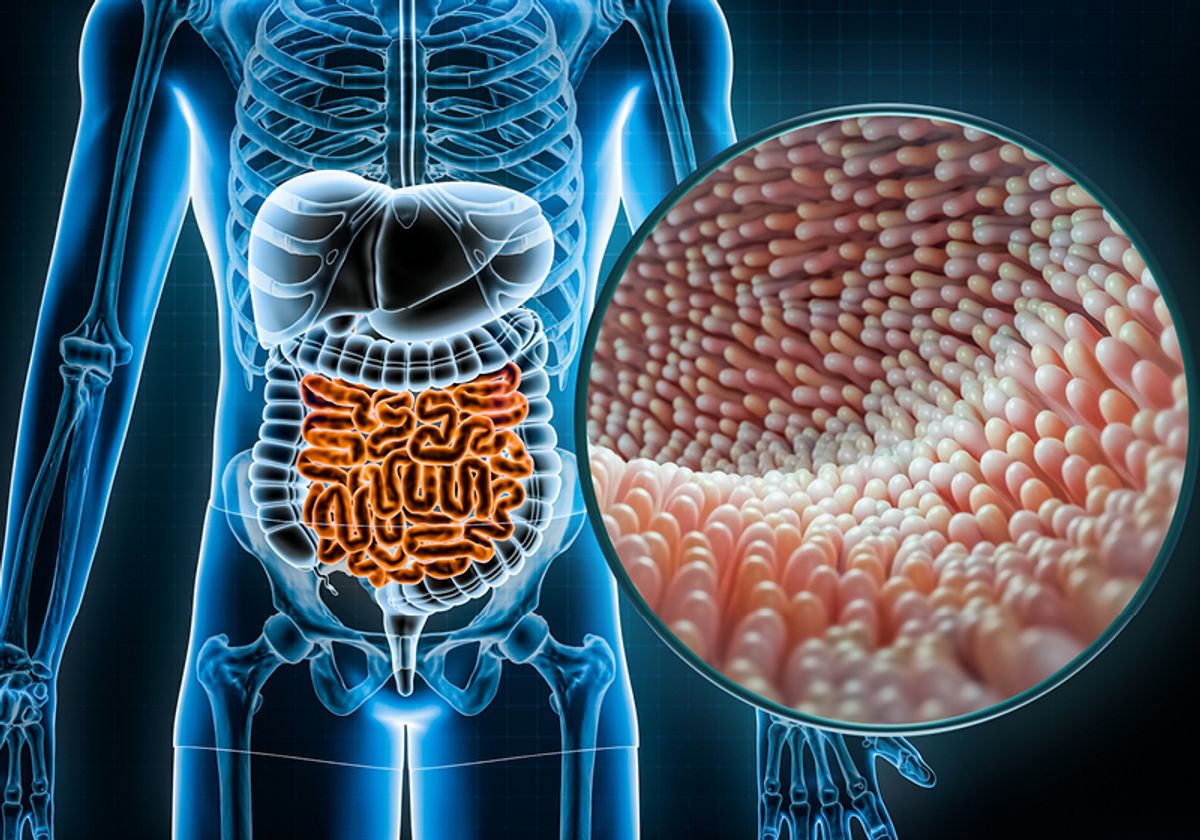 3D rendered illustration of the human gastrointestinal tract with an inset close up of the epithelium. 3D rendered illustration of the human gastrointestinal tract with an inset close up of the epithelium.