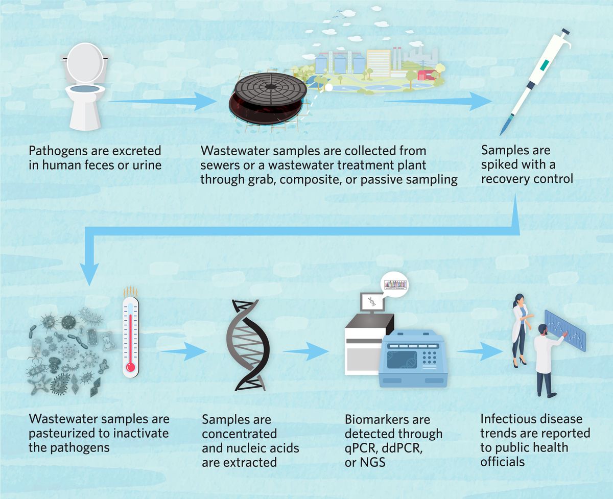Flow chart depicting the major steps in wastewater testing. Pathogens are excreted in human feces or urine. Wastewater samples are collected from sewers or a wastewater treatment plant through grab, composite, or passive sampling. Samples are spiked with a recovery control. Wastewater samples are pasteurized to inactivate the pathogens. Samples are concentrated and nucleic acids are extracted. Biomarkers are detected through qPCR, ddPCR, or NGS. Infectious disease trends are reported to public health officials. Flow chart depicting the major steps in wastewater testing. Pathogens are excreted in human feces or urine. Wastewater samples are collected from sewers or a wastewater treatment plant through grab, composite, or passive sampling. Samples are spiked with a recovery control. Wastewater samples are pasteurized to inactivate the pathogens. Samples are concentrated and nucleic acids are extracted. Biomarkers are detected through qPCR, ddPCR, or NGS. Infectious disease trends are reported to public health officials.