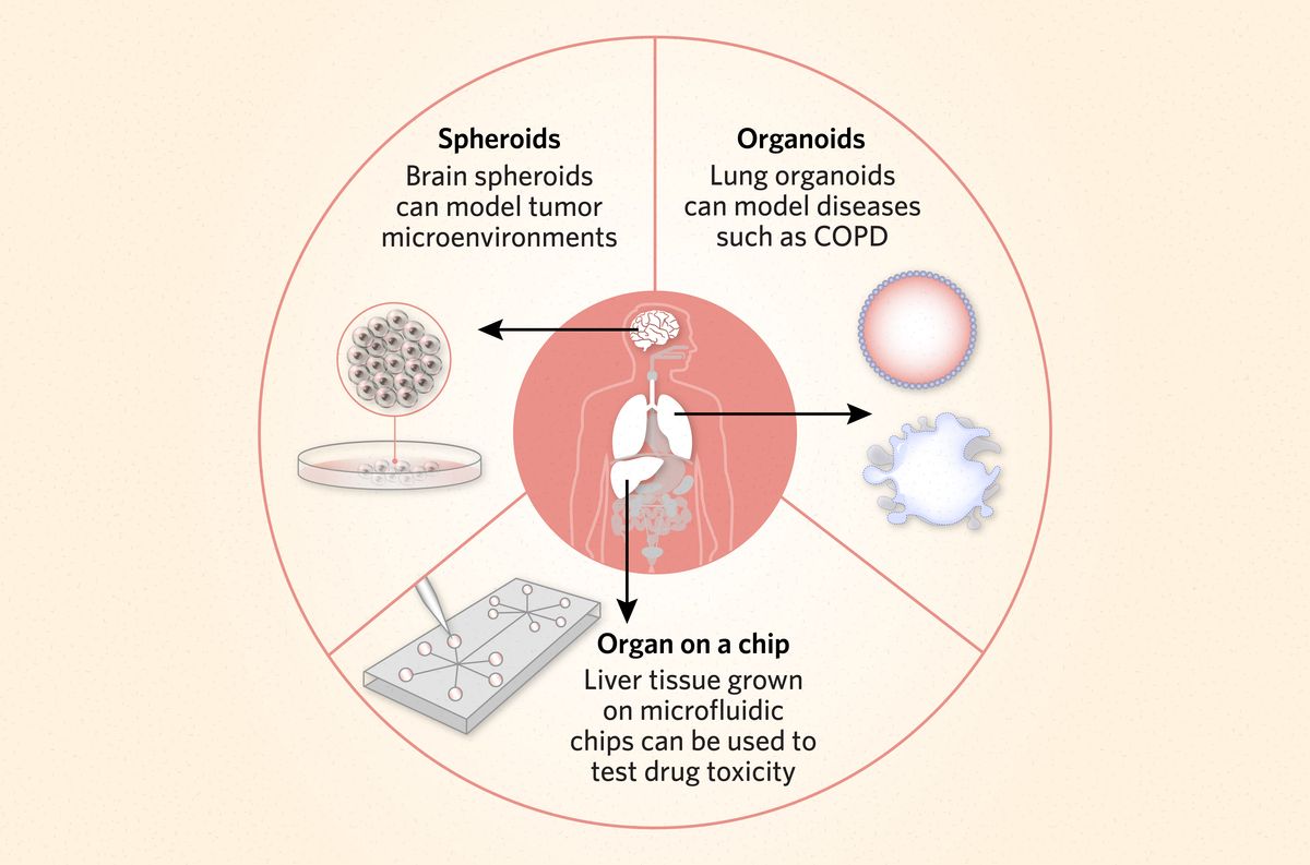 Schematic illustrating three examples of 3D cell cultures and their applications: Brain spheroid can model tumor microenvironments; lung organoids can model disease such as COPD; and liver tissue grown on microfluidic chips can be used to test drug toxicity. Schematic illustrating three examples of 3D cell cultures and their applications: Brain spheroid can model tumor microenvironments; lung organoids can model disease such as COPD; and liver tissue grown on microfluidic chips can be used to test drug toxicity.