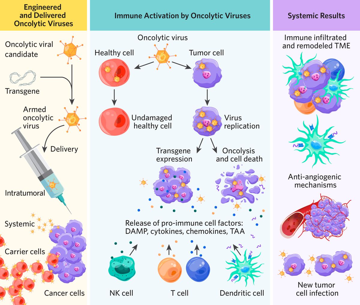 Oncolytic virotherapy figure with three sections. The first depicts the insertion of transgenes into an oncolytic viral candidate and then clinical delivery intratumorally, systemically, or via carrier cells. The second depicts the viral transfection of healthy cells and tumor cells. Healthy cell transfection causes little or no damage, while tumor cells suffer oncolysis or express transgenes after transfection, leading to immune cell activation. The third presents systemic results of oncolytic virotherapy including immune infiltration and remodeled TME, adaptive immunity, anti-angiogenic mechanisms, and the transfection of new tumor cells. Oncolytic virotherapy figure with three sections. The first depicts the insertion of transgenes into an oncolytic viral candidate and then clinical delivery intratumorally, systemically, or via carrier cells. The second depicts the viral transfection of healthy cells and tumor cells. Healthy cell transfection causes little or no damage, while tumor cells suffer oncolysis or express transgenes after transfection, leading to immune cell activation. The third presents systemic results of oncolytic virotherapy including immune infiltration and remodeled TME, adaptive immunity, anti-angiogenic mechanisms, and the transfection of new tumor cells.