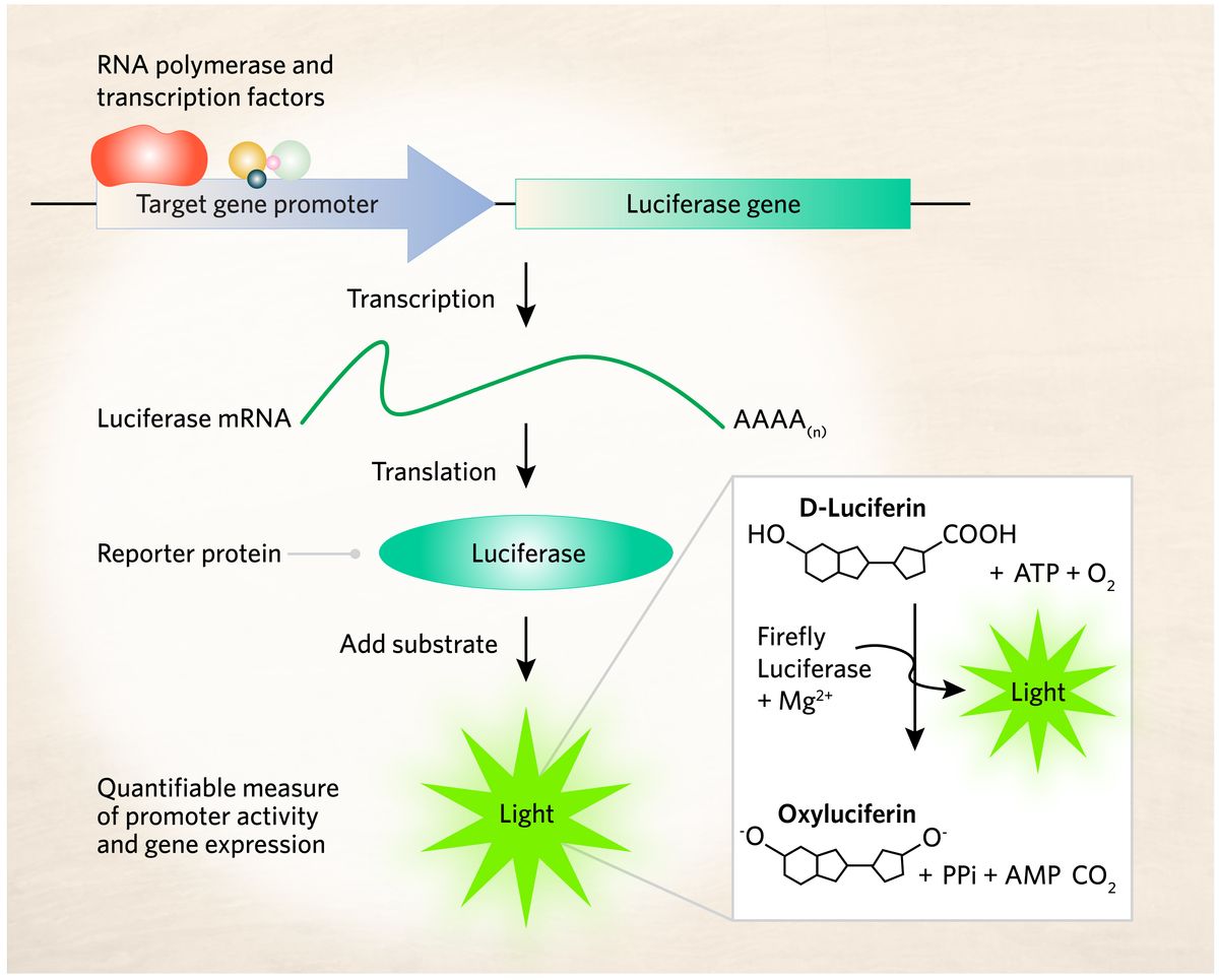 A schematic representation of a luciferase-luciferin reaction emitting light, which is a quantifiable measure of promoter activity and gene expression. Scientists clone the luciferase gene into a construct controlled by a target gene promoter. Once RNA polymerase transcribes the luciferase gene, the mRNA is translated into the luciferase enzyme, which acts as a reporter protein for the target gene promoter. Researchers add a substrate such as D-luciferin, which luciferase oxidizes to produce light. A schematic representation of a luciferase-luciferin reaction emitting light, which is a quantifiable measure of promoter activity and gene expression. Scientists clone the luciferase gene into a construct controlled by a target gene promoter. Once RNA polymerase transcribes the luciferase gene, the mRNA is translated into the luciferase enzyme, which acts as a reporter protein for the target gene promoter. Researchers add a substrate such as D-luciferin, which luciferase oxidizes to produce light.