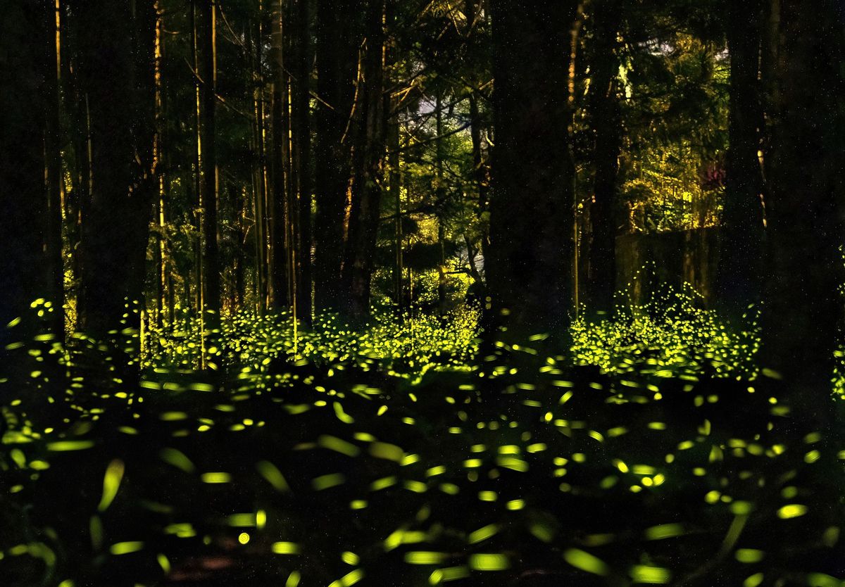 Fireflies glowing in a dark forest provide a captivating example of the luciferase-catalyzed bioluminescent reaction, which has been harnessed as a powerful research tool. Fireflies glowing in a dark forest provide a captivating example of the luciferase-catalyzed bioluminescent reaction, which has been harnessed as a powerful research tool.