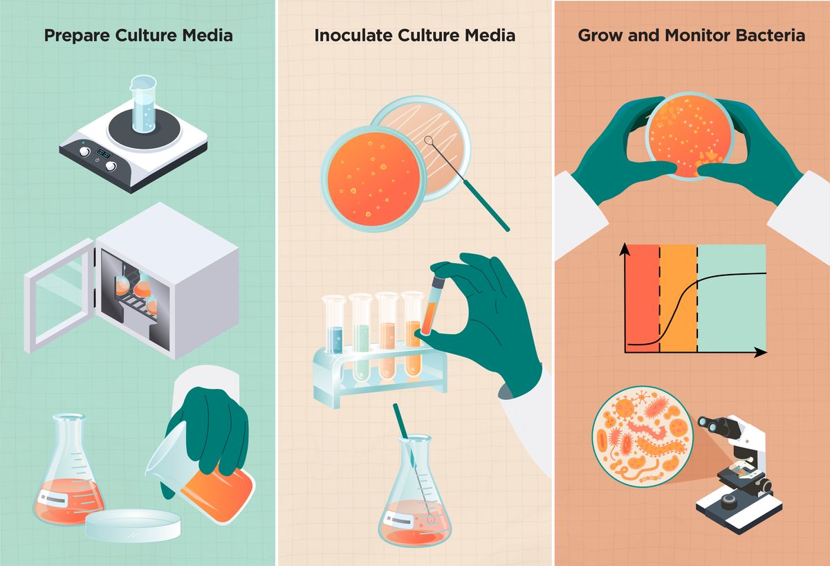 Horizontal schematic showing culture media preparation and inoculation, and bacterial growth and analysis. Horizontal schematic showing culture media preparation and inoculation, and bacterial growth and analysis.