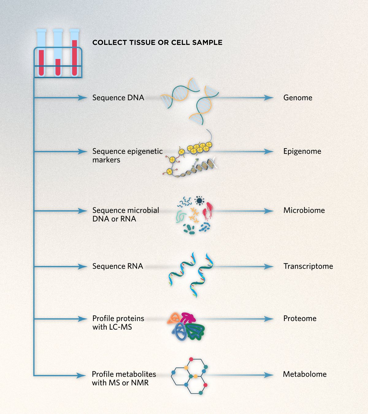 In a multiomics analysis, DNA molecules can be sequenced to generate the genome, epigenome, and microbiome; RNA sequencing yields the transcriptome; and molecular approaches such as mass spectrometry or NMR provide information on proteins in the proteome and metabolites in the metabolome. In a multiomics analysis, DNA molecules can be sequenced to generate the genome, epigenome, and microbiome; RNA sequencing yields the transcriptome; and molecular approaches such as mass spectrometry or NMR provide information on proteins in the proteome and metabolites in the metabolome.