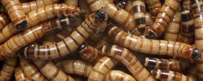 A pile of superworms.