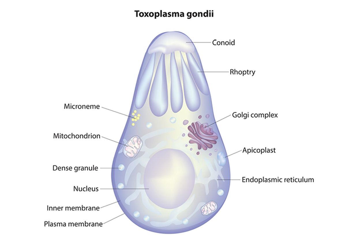 A diagram of Toxoplasma gondii with several organelles labeled. A diagram of Toxoplasma gondii with several organelles labeled.