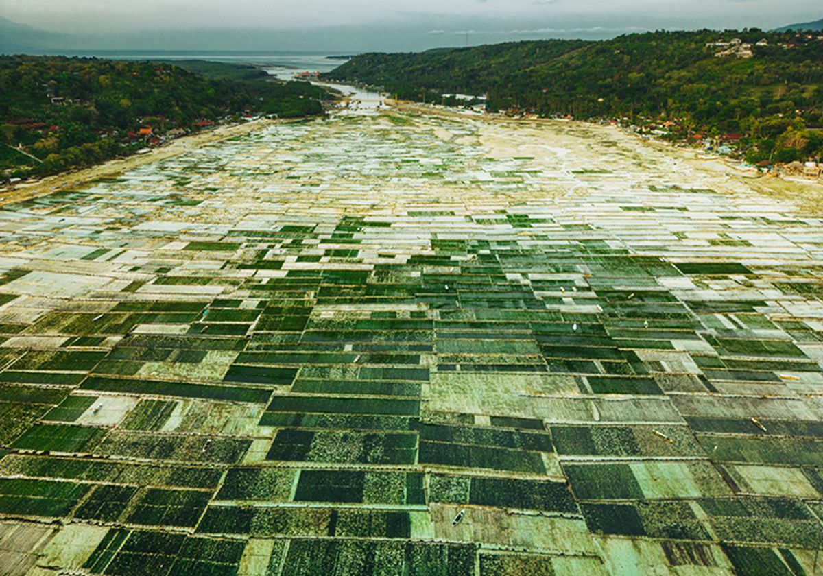 Drone view of the patterned seaweed plantations in Nusa Lembongan in Bali Indonesia. Drone view of the patterned seaweed plantations in Nusa Lembongan in Bali Indonesia.