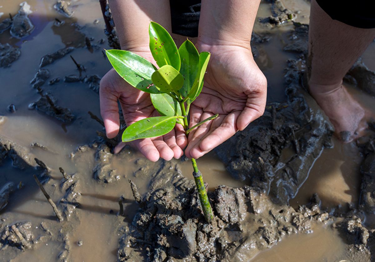 Aceh mangrove forest conservation efforts Aceh mangrove forest conservation efforts