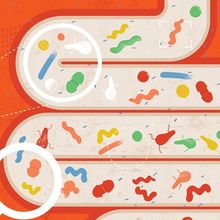 A cartoon of pills and bacteria along the human intestine.