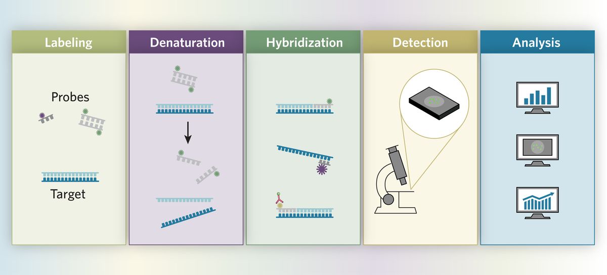 Steps in an ISH workflow: probe labeling, denaturation, hybridization, detection, and analysis. Steps in an ISH workflow: probe labeling, denaturation, hybridization, detection, and analysis.