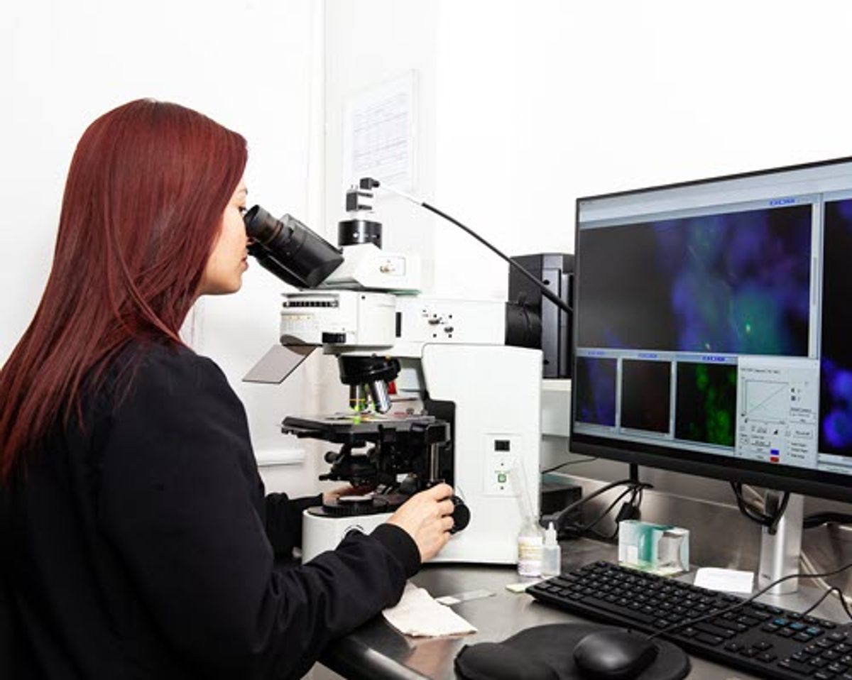 In situ hybridization procedure being conducted in a laboratory. In situ hybridization procedure being conducted in a laboratory.