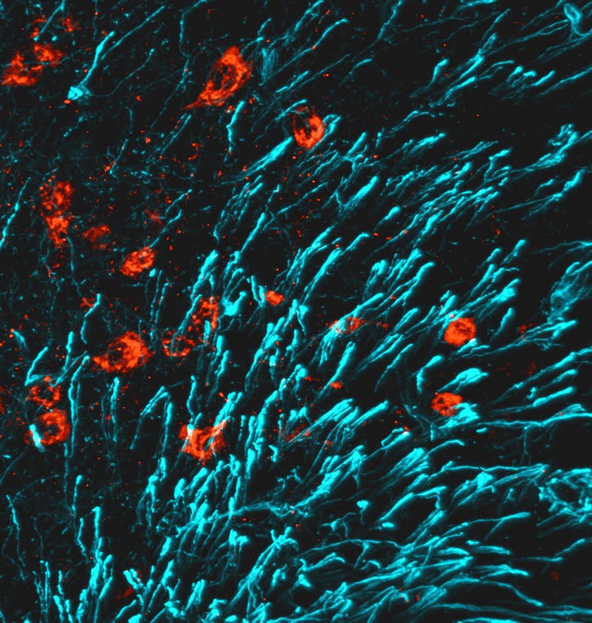 The image shows a microscope picture from a section of the hypothalamus of lactating females stained for the hormone CCN3 in red and for tanycytes in blue. The staining shows neurons positive for CCN3. The image shows a microscope picture from a section of the hypothalamus of lactating females stained for the hormone CCN3 in red and for tanycytes in blue. The staining shows neurons positive for CCN3.