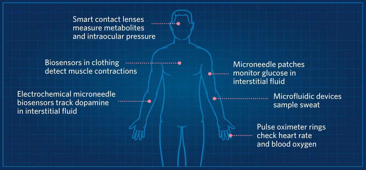 An infographic showing where on the human body wearable biosensors can take readings. Smart contact lenses measure metabolites and intraocular pressure. Biosensors in clothing detect muscle contractions. Electrochemical microneedle biosensors track dopamine in interstitial fluid. Microneedle patches monitor glucose in interstitial fluid. Microfluidic devices sample sweat, Pulse oximeter rings check heart rate and blood oxygen. An infographic showing where on the human body wearable biosensors can take readings. Smart contact lenses measure metabolites and intraocular pressure. Biosensors in clothing detect muscle contractions. Electrochemical microneedle biosensors track dopamine in interstitial fluid. Microneedle patches monitor glucose in interstitial fluid. Microfluidic devices sample sweat, Pulse oximeter rings check heart rate and blood oxygen.