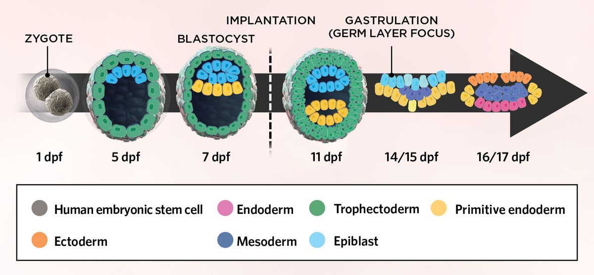 Illustration of a timeline of important milestones in early embryogenesis currently replicated in stem-cell embryo models. Embryonic stem cells (ESCs, gray) differentiate and divide into multiple cells of either trophectoderm (green) or epiblast (light blue) lineages. As growth continues, some cells divide and mature into primitive endoderm tissue. After implantation, the tissues of the developing embryo further organize. At 14 days post fertilization, at the start of gastrulation, the cells of the epiblast begin to mature into the three germ layers, the endoderm (pink), mesoderm (dark blue), and ectoderm (orange). Illustration of a timeline of important milestones in early embryogenesis currently replicated in stem-cell embryo models. Embryonic stem cells (ESCs, gray) differentiate and divide into multiple cells of either trophectoderm (green) or epiblast (light blue) lineages. As growth continues, some cells divide and mature into primitive endoderm tissue. After implantation, the tissues of the developing embryo further organize. At 14 days post fertilization, at the start of gastrulation, the cells of the epiblast begin to mature into the three germ layers, the endoderm (pink), mesoderm (dark blue), and ectoderm (orange).