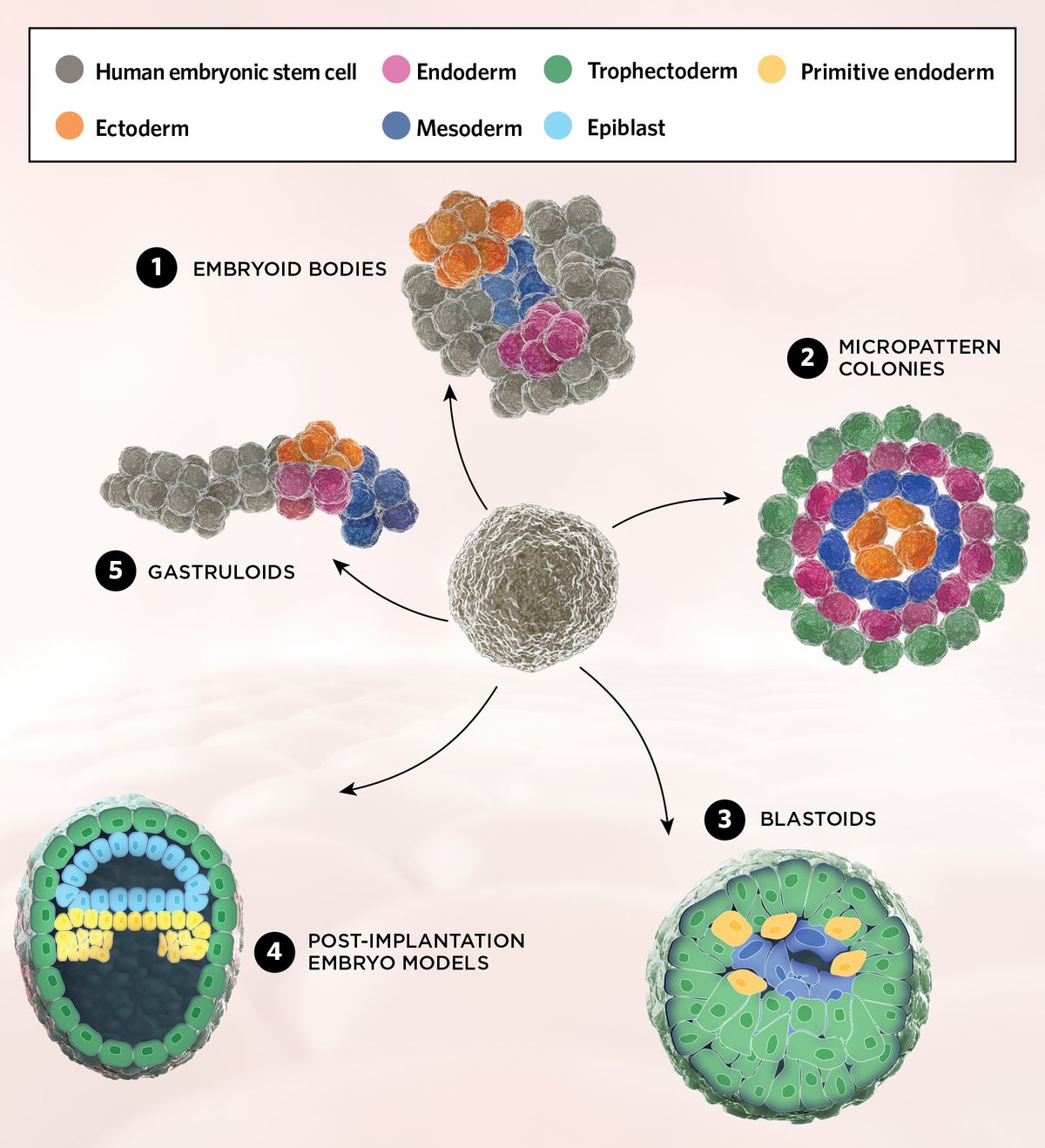 An illustration of five stem cell-based embryo models used to study embryonic development at different stages. Embryoid bodies, at the top of the page, are a cluster of embryonic stem cells (ESCs) that differentiate portions into ectoderm (orange), mesoderm (dark blue), and endoderm (pink). Micropattern colonies in the top right have ESCs that differentiate into organized 2D layers: Trophectoderm (green), endoderm (pink), mesoderm (dark blue), and ectoderm (orange). In the bottom right, blastoids are 3D models of the pre-implantation embryo, with trophectoderm (green), primitive endoderm (yellow) and epiblast (blue) cells. Post-implantation embryos (bottom left) see greater organization of the trophectoderm (green), epiblast (light blue), and primitive endoderm (yellow). Gastruloids, top left, mimic stages of gastrulation and early organogenesis. ESC clusters elongate in culture and begin to differentiate into the three germ layers, endoderm (pink), mesoderm (dark blue), and ectoderm (orange). An illustration of five stem cell-based embryo models used to study embryonic development at different stages. Embryoid bodies, at the top of the page, are a cluster of embryonic stem cells (ESCs) that differentiate portions into ectoderm (orange), mesoderm (dark blue), and endoderm (pink). Micropattern colonies in the top right have ESCs that differentiate into organized 2D layers: Trophectoderm (green), endoderm (pink), mesoderm (dark blue), and ectoderm (orange). In the bottom right, blastoids are 3D models of the pre-implantation embryo, with trophectoderm (green), primitive endoderm (yellow) and epiblast (blue) cells. Post-implantation embryos (bottom left) see greater organization of the trophectoderm (green), epiblast (light blue), and primitive endoderm (yellow). Gastruloids, top left, mimic stages of gastrulation and early organogenesis. ESC clusters elongate in culture and begin to differentiate into the three germ layers, endoderm (pink), mesoderm (dark blue), and ectoderm (orange).