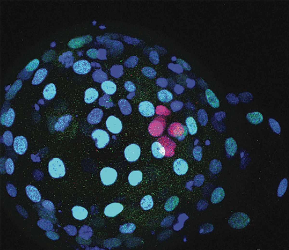 A ball of blue and green circles surrounding a cluster of red circles. A ball of blue and green circles surrounding a cluster of red circles.