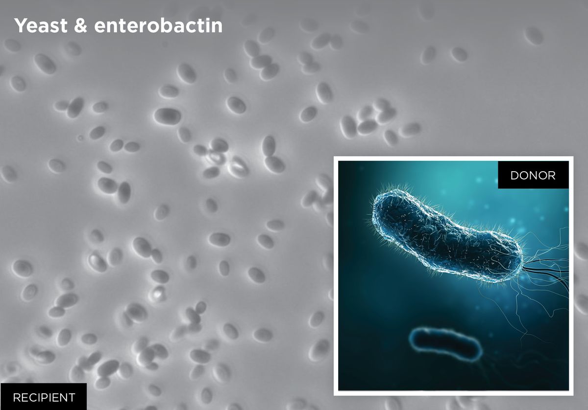 Image of bacteria Image of bacteria