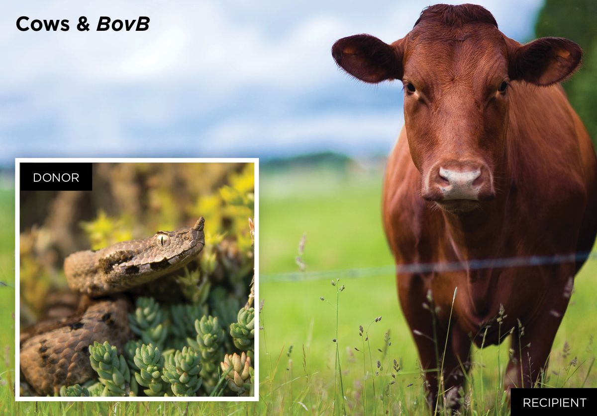 Viper and cow photos Viper and cow photos
