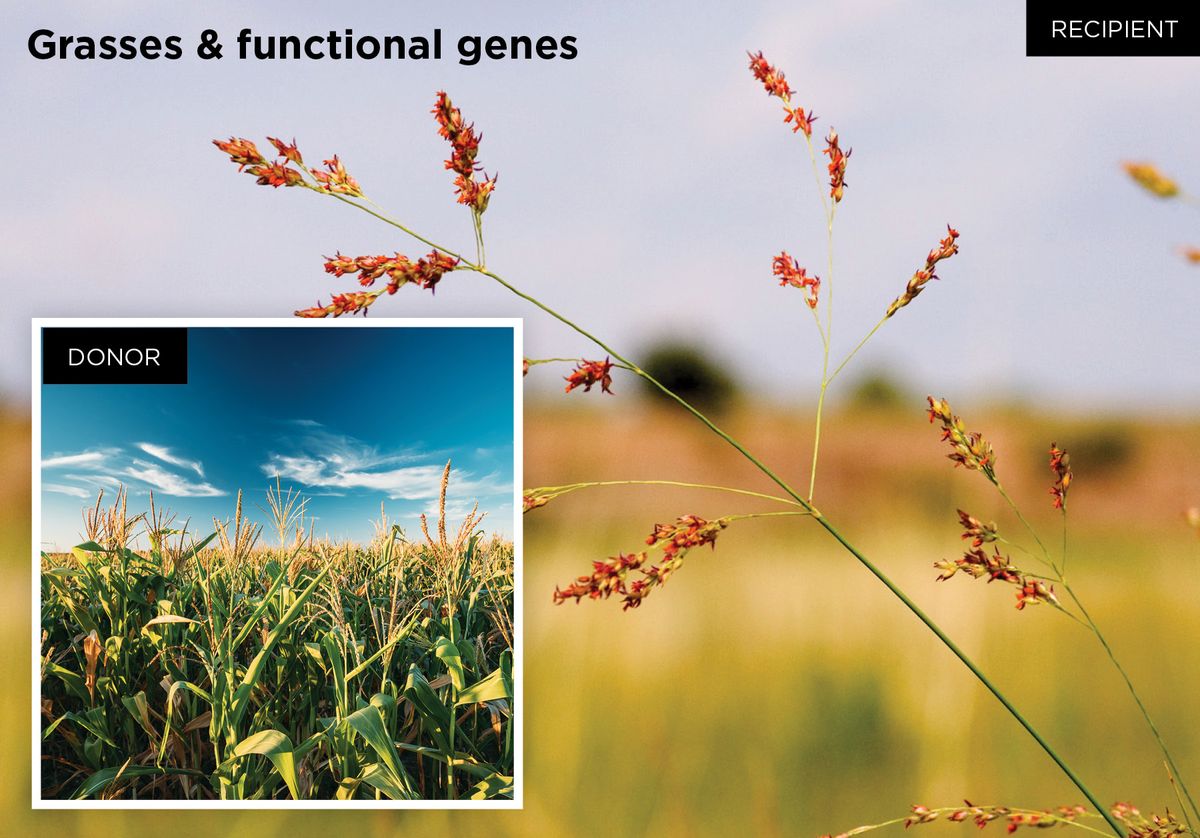 Switchgrass and corn photos Switchgrass and corn photos