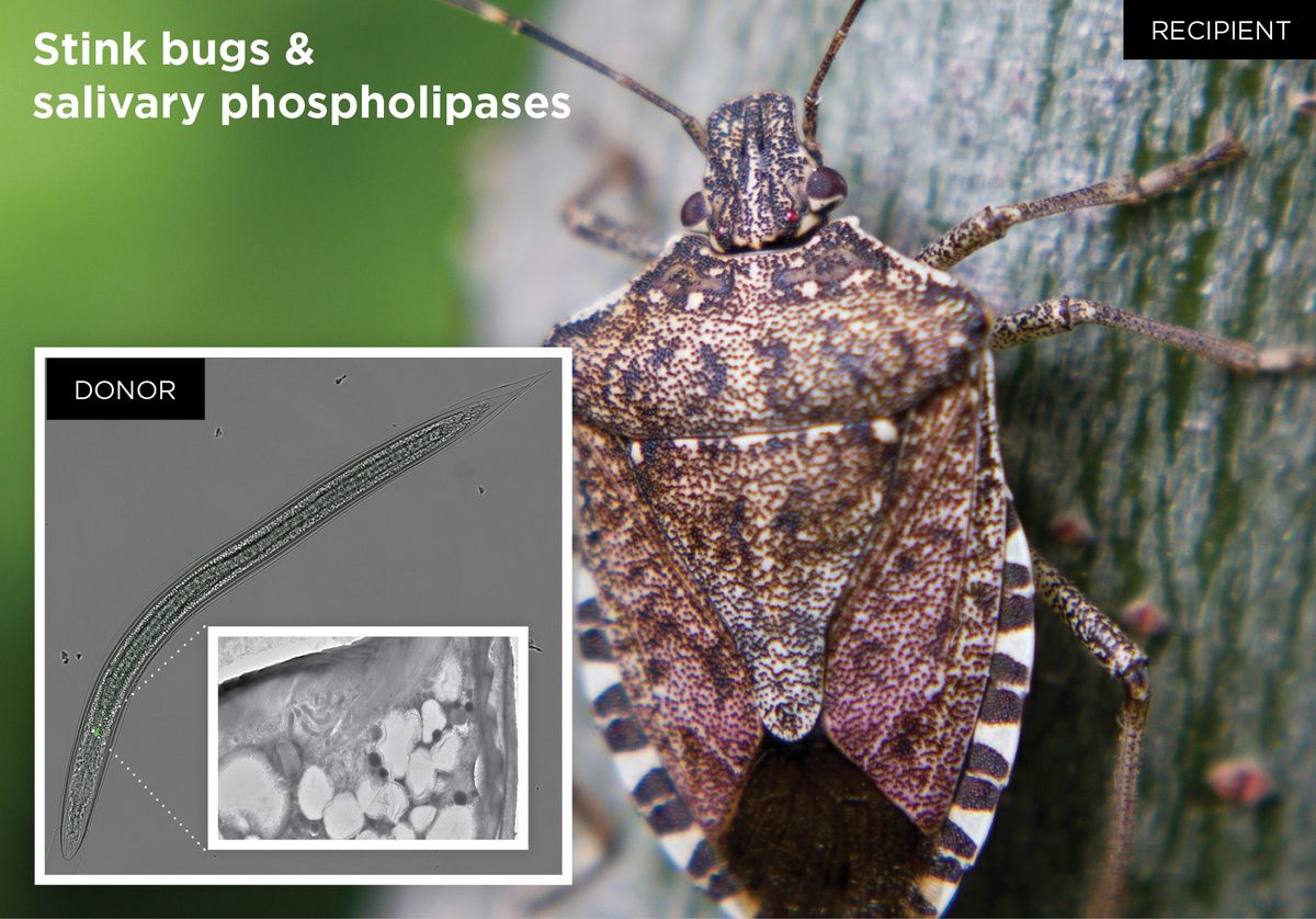 Stink bug and phospholipase photos Stink bug and phospholipase photos