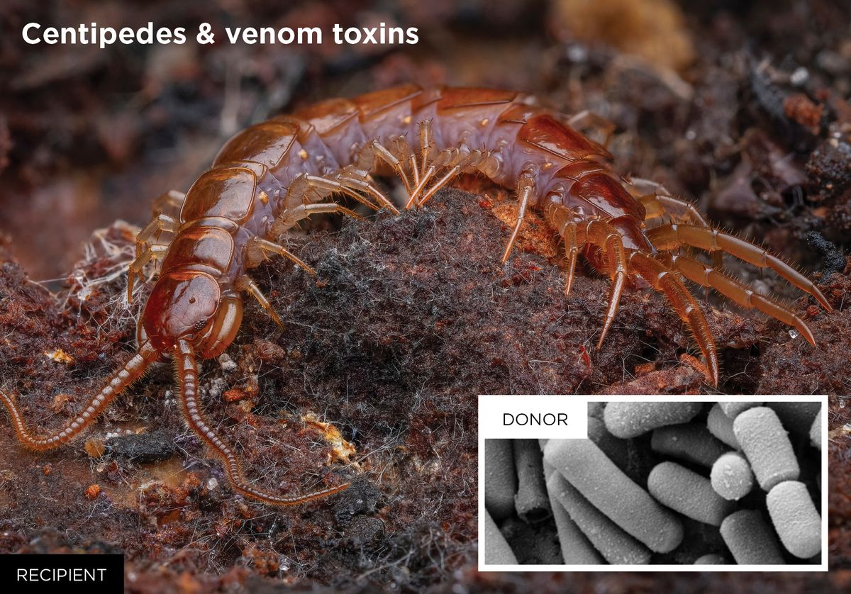Centipede and venom toxin photos Centipede and venom toxin photos