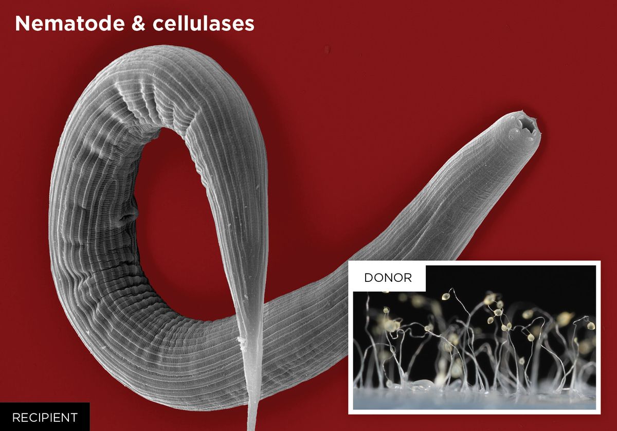 Nematode and cellulases photo Nematode and cellulases photo