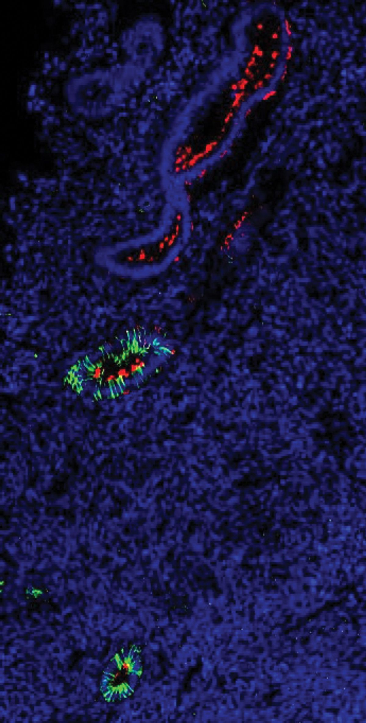 The picture shows a section of the human endometrium. The nuclei of cells are labeled in blue, glands are labeled in green, and endometrial stem cells are shown in red. The picture shows a section of the human endometrium. The nuclei of cells are labeled in blue, glands are labeled in green, and endometrial stem cells are shown in red.