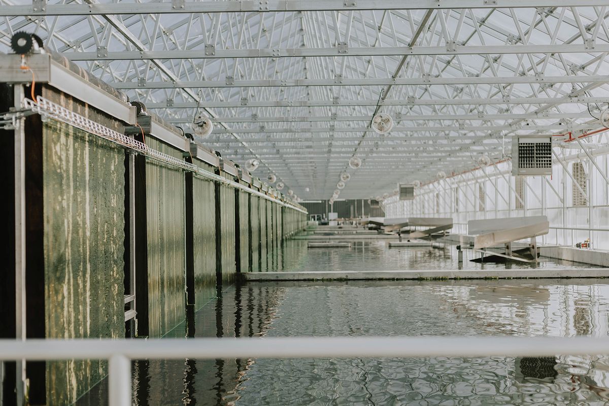 Pools of water containing algae inside a white warehouse. Pools of water containing algae inside a white warehouse.