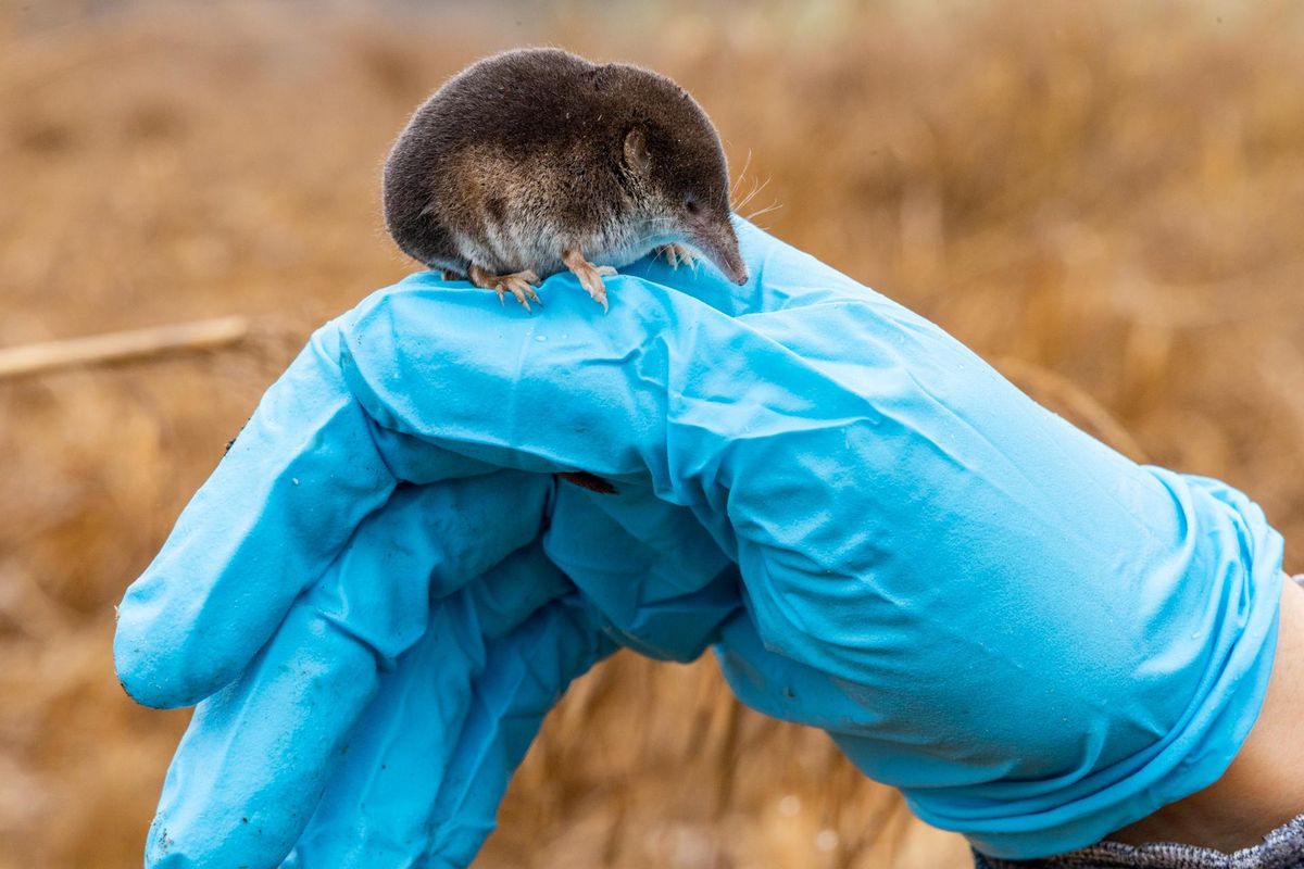 A grayish brown shrew perches on a blue gloved hand. A grayish brown shrew perches on a blue gloved hand.