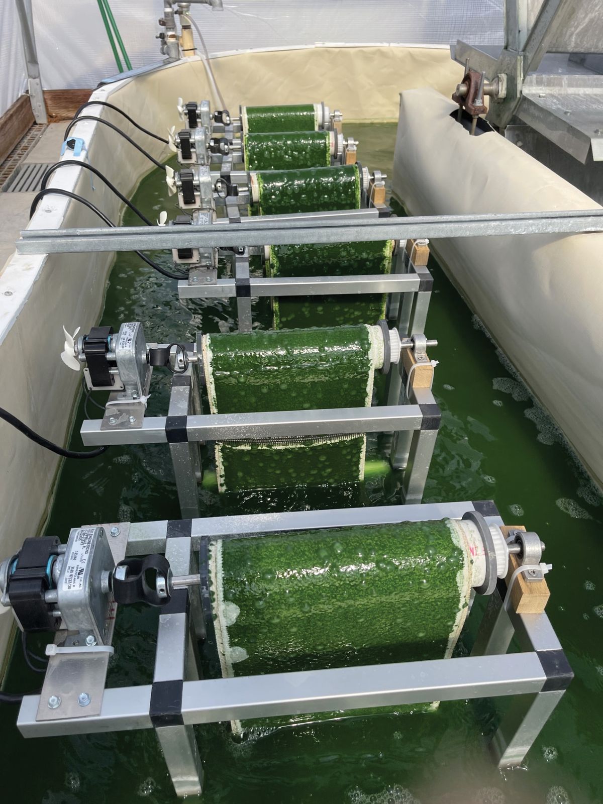 Green biofilms of algae grow in a bioreactor. Green biofilms of algae grow in a bioreactor.