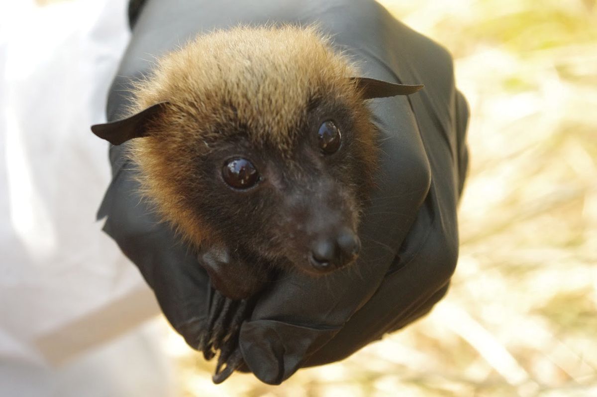 A black-gloved hand holds a fuzzy brown fruit bat. A black-gloved hand holds a fuzzy brown fruit bat.