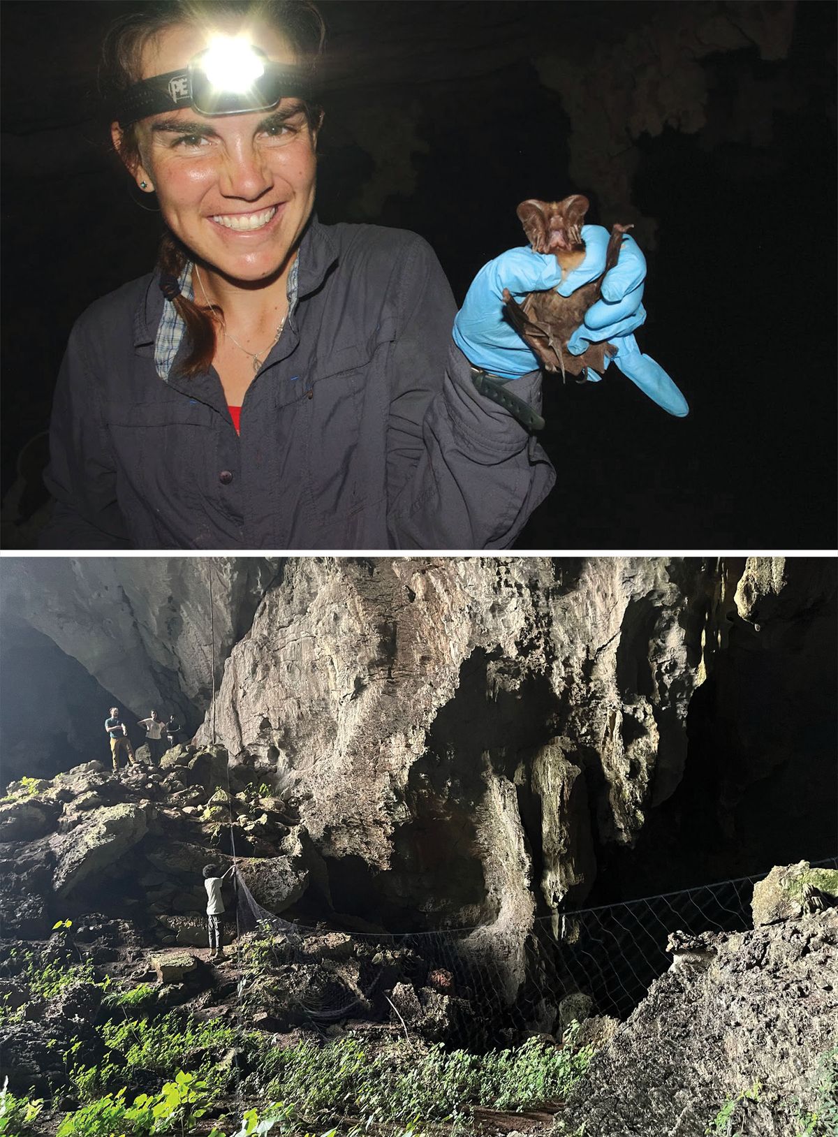 Cara Brook smiles while wearing a headlight and blue gloves to hold a small brown bat. Researchers set up a large net over the mouth of a cave. Cara Brook smiles while wearing a headlight and blue gloves to hold a small brown bat. Researchers set up a large net over the mouth of a cave.