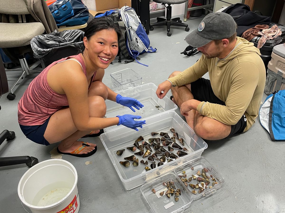 Image of study coauthors Ho Yan Yeung and Thomas Koch handling cone snails. Image of study coauthors Ho Yan Yeung and Thomas Koch handling cone snails.