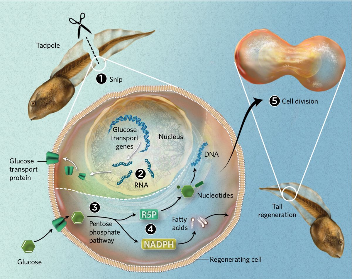 Infographic showing the process of tail regeneration in tadpoles Infographic showing the process of tail regeneration in tadpoles