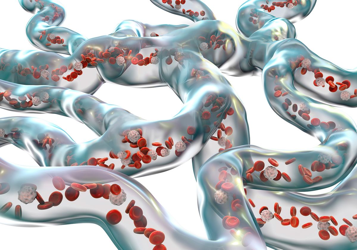 3D illustration depicting white and red blood cells flowing in a network of blood vessels. 3D illustration depicting white and red blood cells flowing in a network of blood vessels.