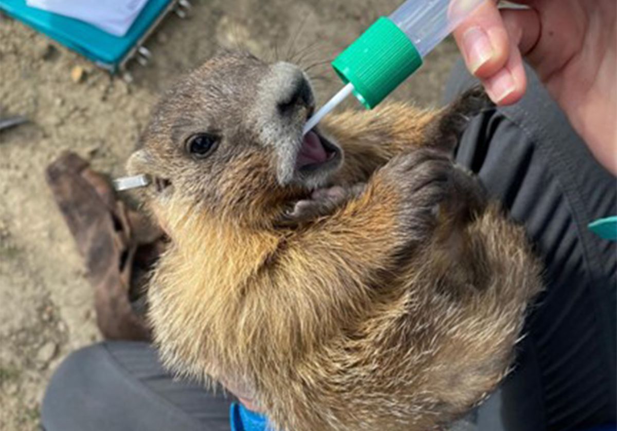A yellow-bellied marmot being held in the arms of a researcher while they collect a cheek swab from the marmot. A yellow-bellied marmot being held in the arms of a researcher while they collect a cheek swab from the marmot.
