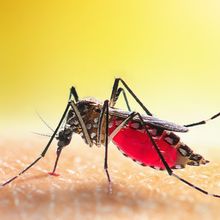 Image shows the mosquito Aedes aegypti on top of human skin. 