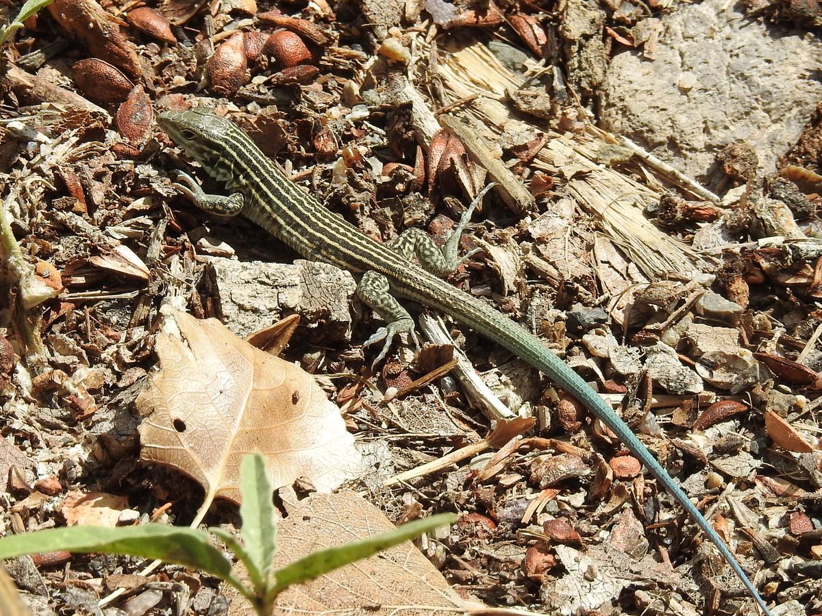 a new mexico whiptail lizard a new mexico whiptail lizard