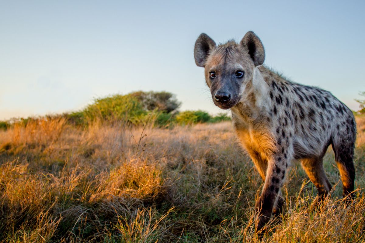 a hyena a hyena