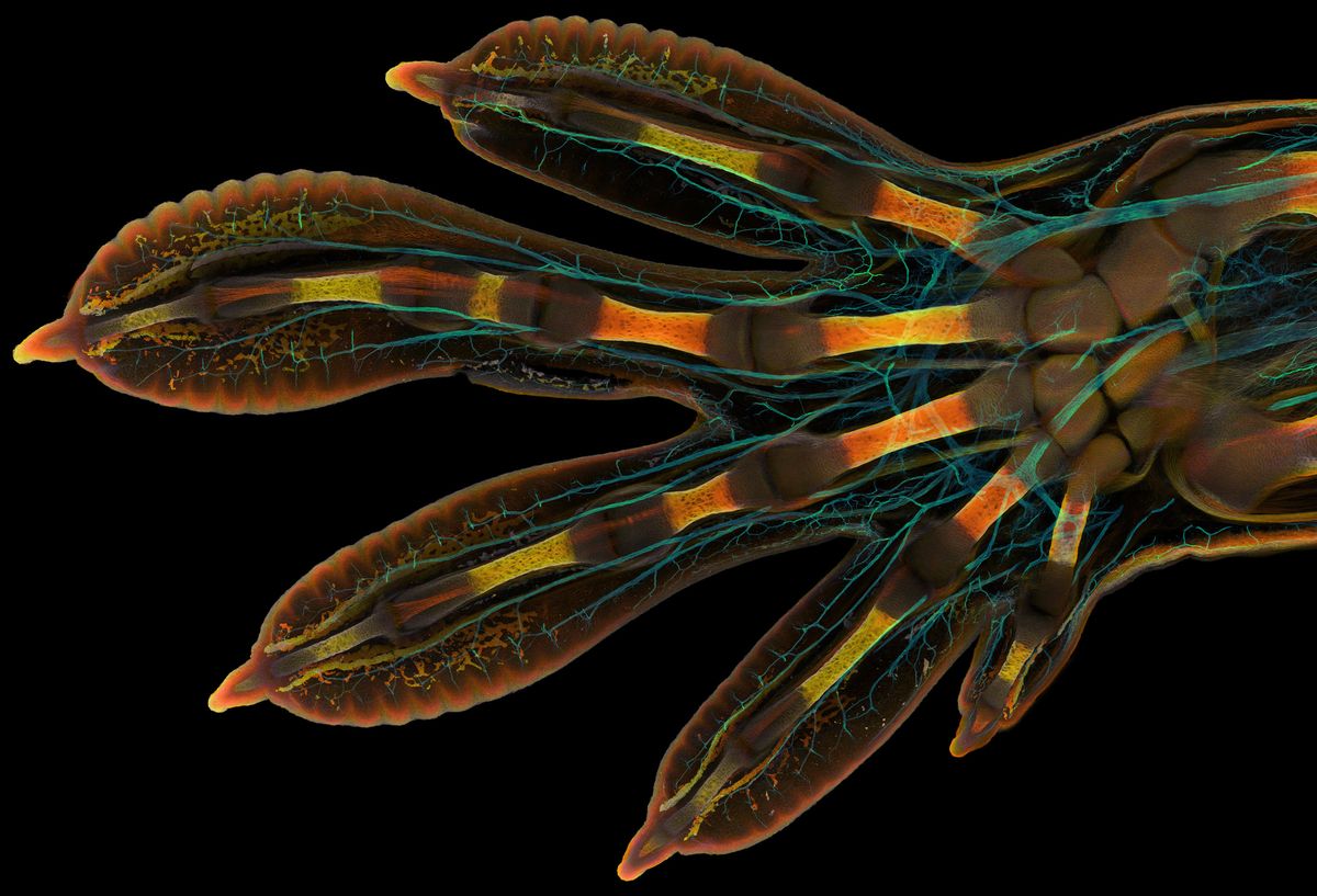 Magnified view of an embryonic gecko hand Magnified view of an embryonic gecko hand