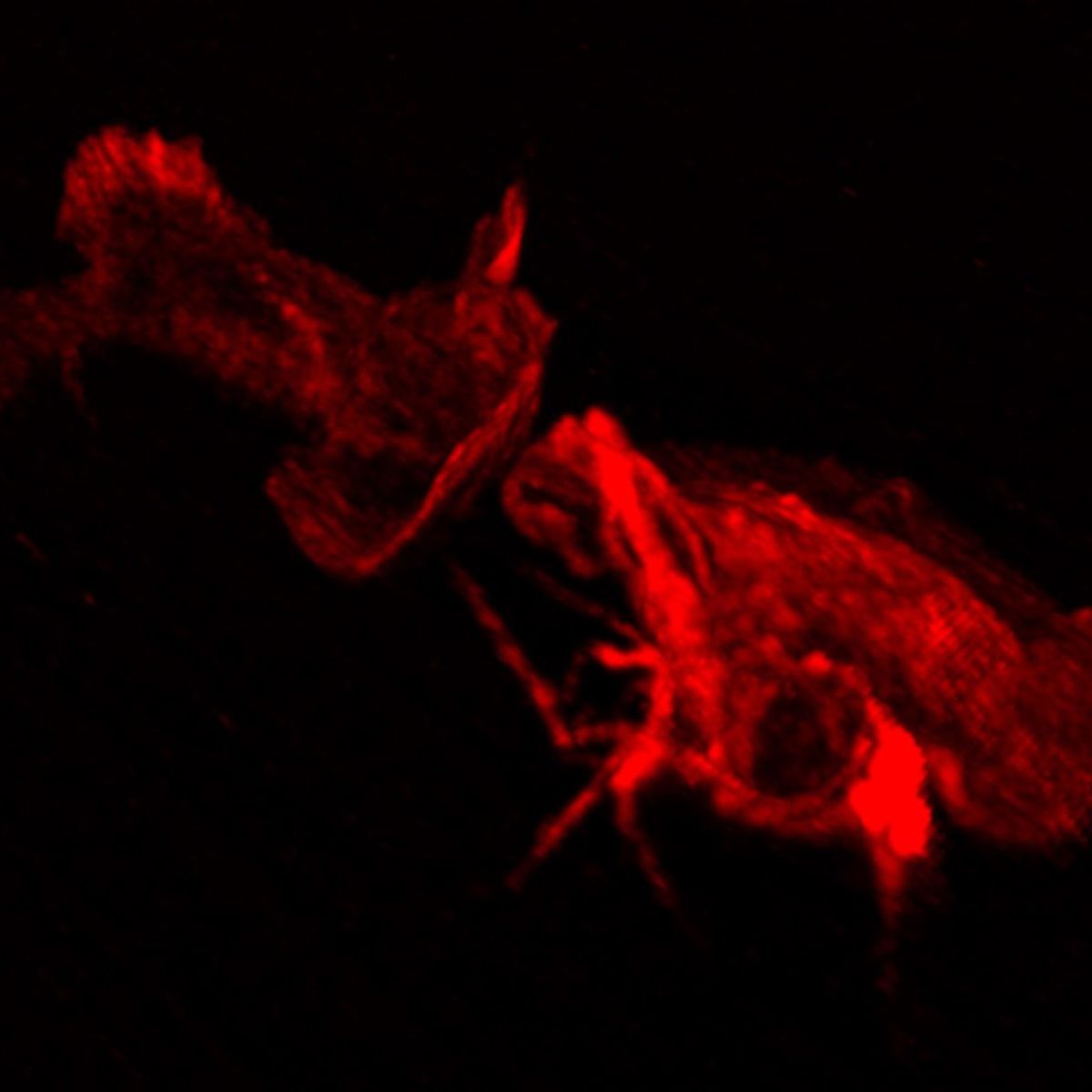 Lattice light sheet microscopy image showing two motile neutrophil-like HL-60 cells upon contact. Their dynamic plasma membrane is fluorescently labelled in red. Lattice light sheet microscopy image showing two motile neutrophil-like HL-60 cells upon contact. Their dynamic plasma membrane is fluorescently labelled in red.